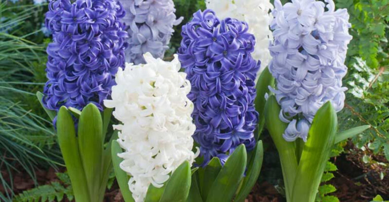 What to Do with Hyacinth Bulbs After They Bloom – 10 Easy Tips for a Beautiful Comeback