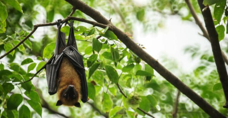 Why Every Garden Needs Bats: Nature’s Pest Patrol