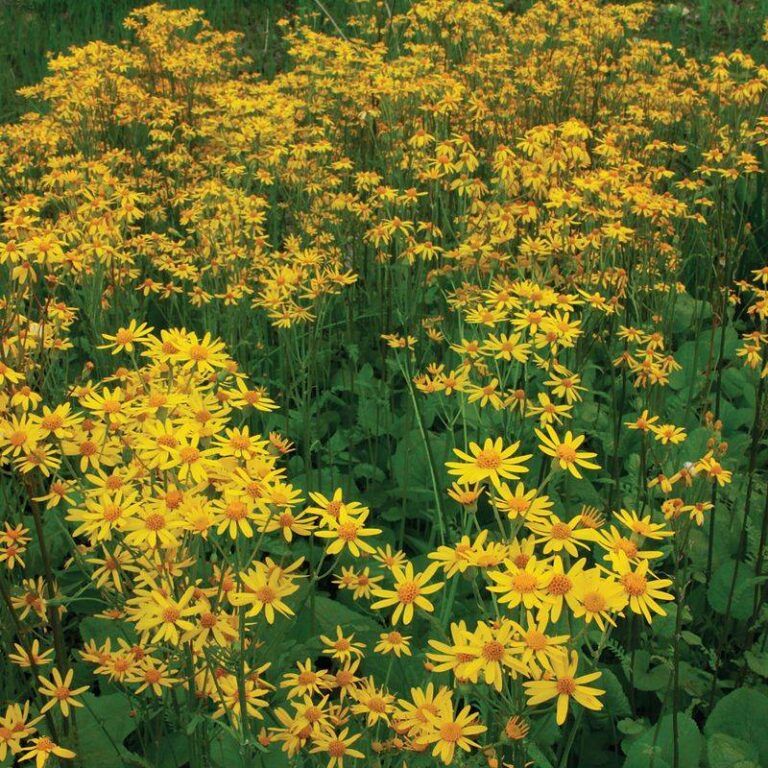 24 Ground Covers That Instantly Upgrade Any Flower Bed - Complete Gardening