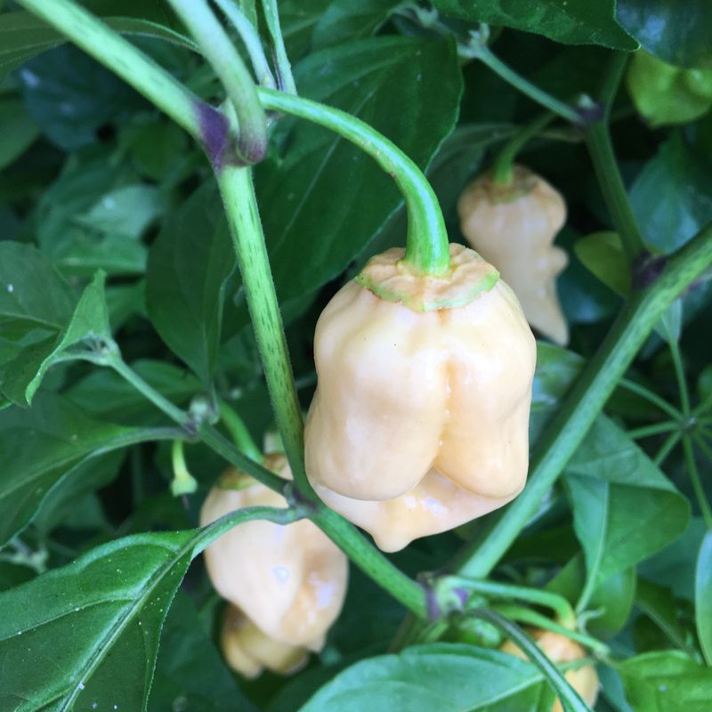 7 Pot White