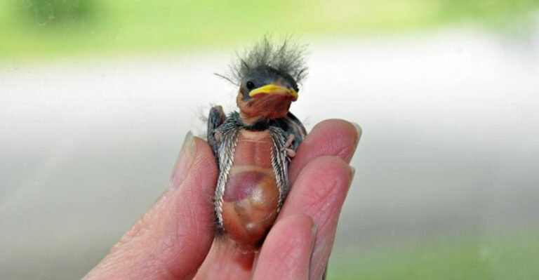 You Found a Baby Bird in Your Yard—Here’s What You Must (and Must NOT) Do!
