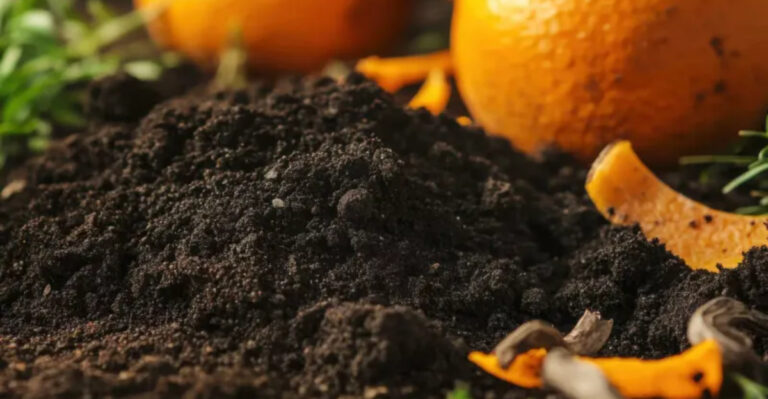 You’ll Never Toss Citrus Peels Again After Seeing What They Do for Your Garden