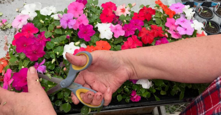Your Impatiens Aren’t Blooming—And This Surprising Reasons Could Be Why