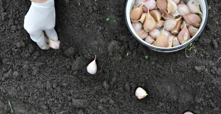 Your Ultimate Guide to Growing and Harvesting Garlic Like a Pro!