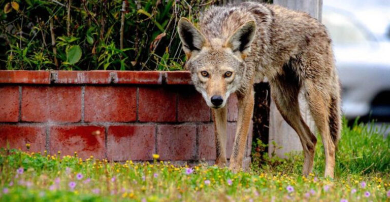 Your Yard Smells Delicious (If You’re a Coyote): 15 Scents Luring Them In