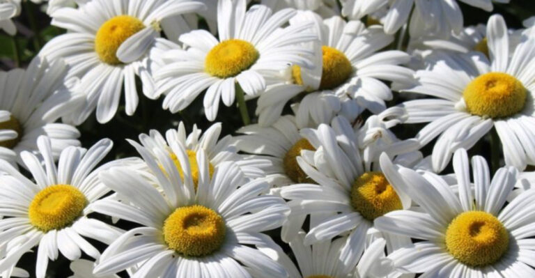 You’ve Been Growing Shasta Daisies Wrong This Whole Time—Here’s What Actually Works