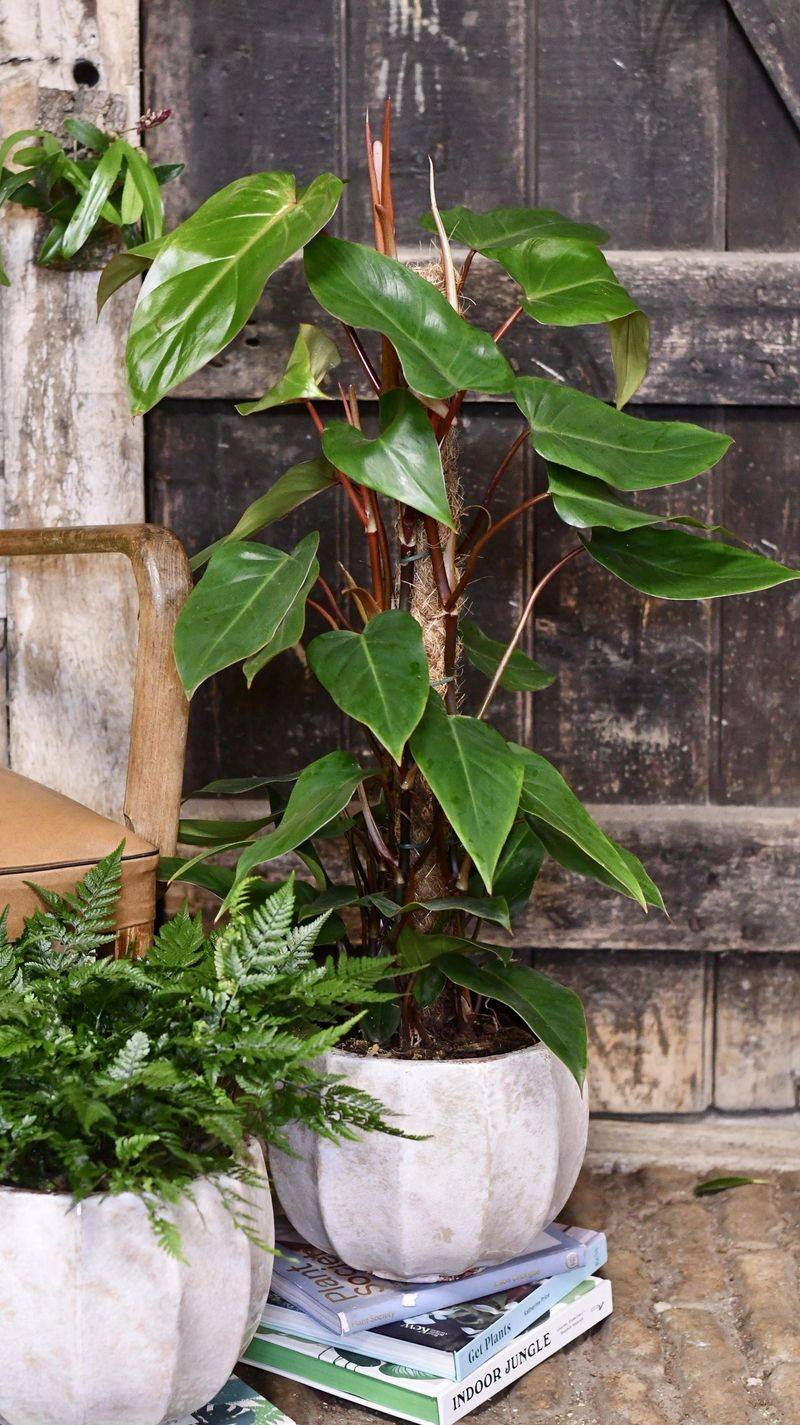 Philodendron