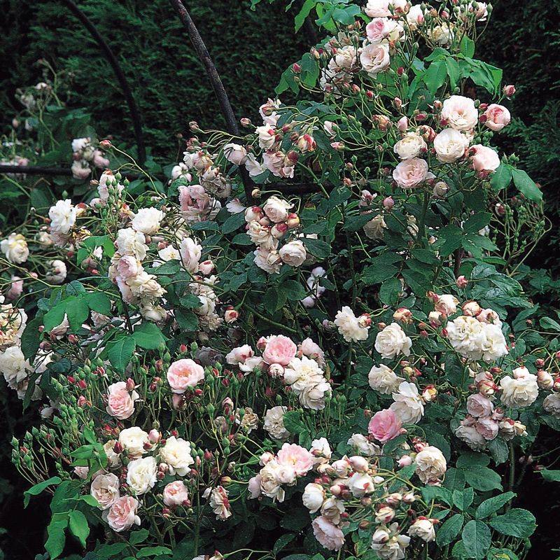 'Noisette' Rose