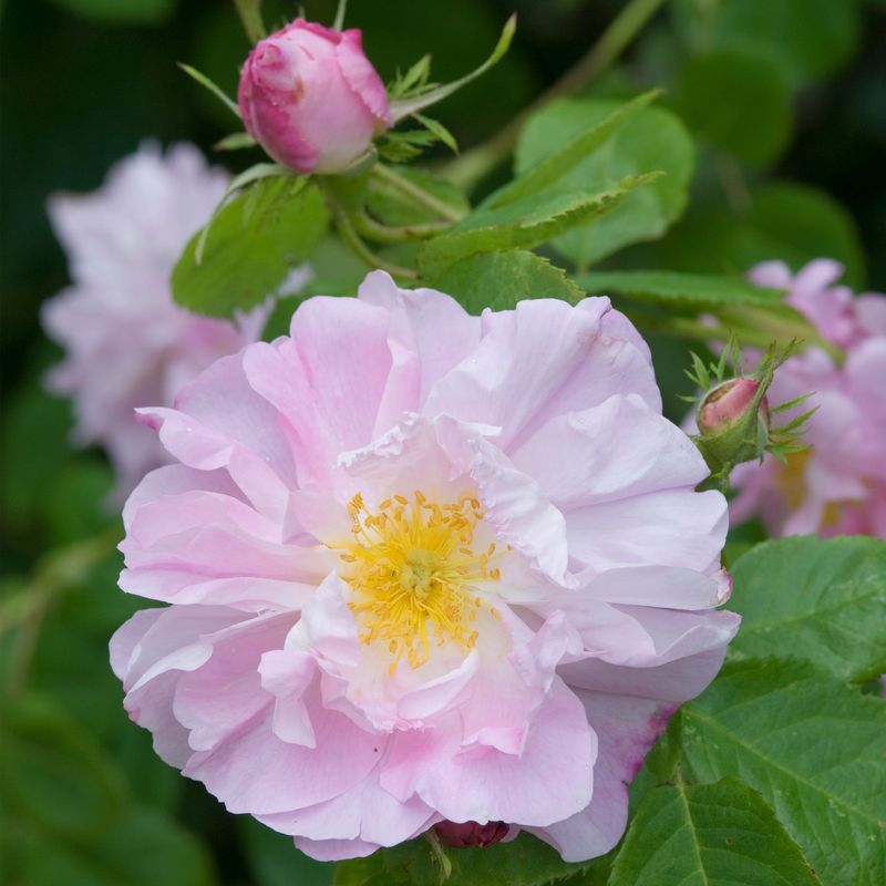 'Damask' Rose