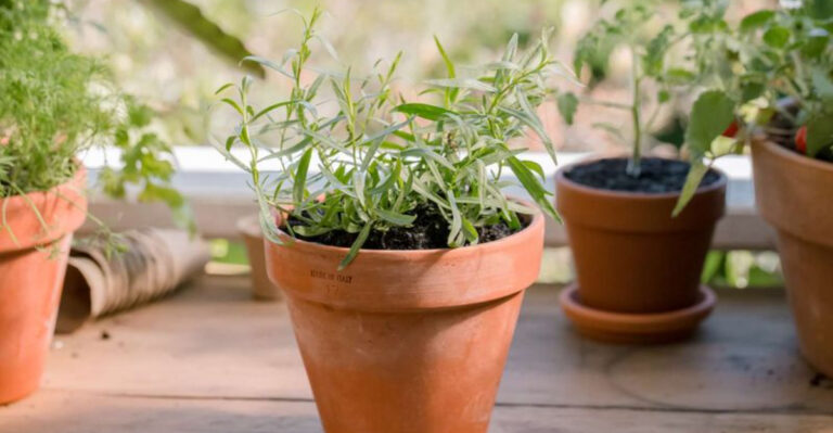 👉 15 Herbs That Absolutely Love Growing in Pots and 10 That Will Make You Regret It