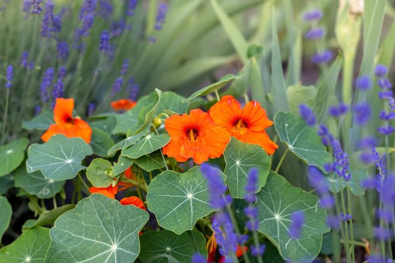 Nasturtiums