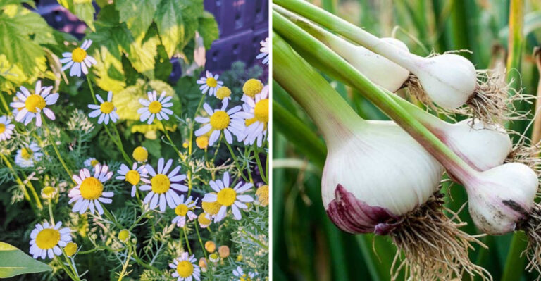15 Companion Plants That Will Make The Apple Trees In Your Yard Thrive