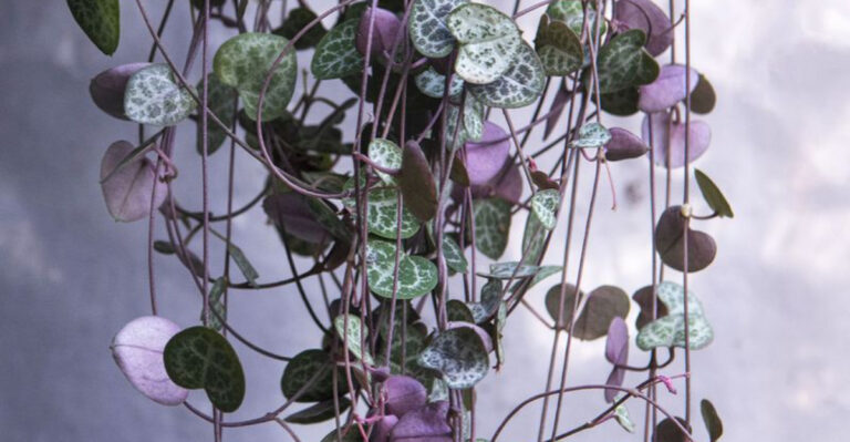 10 Cute & Romantic Indoor Plants