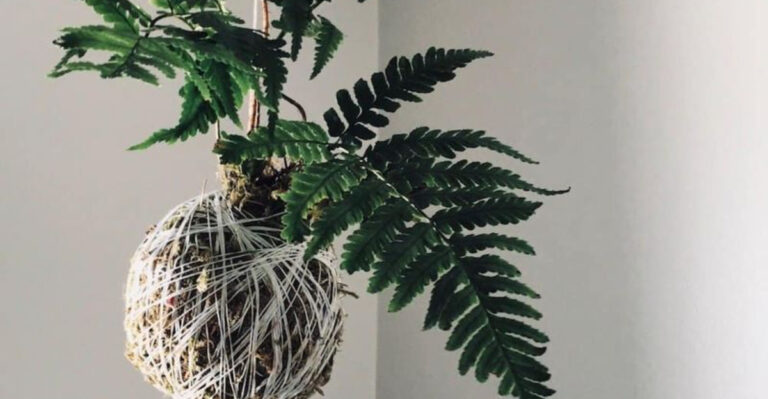 10 Easy Steps to DIY Kokedama: The Simple Trick to Stylish Indoor Gardens