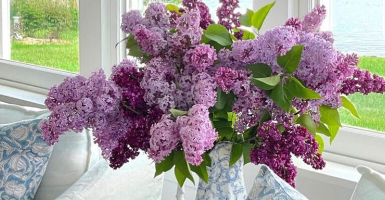 10 Easy Tips to Keep Your Lilacs Fresh and Blooming Longer Indoors