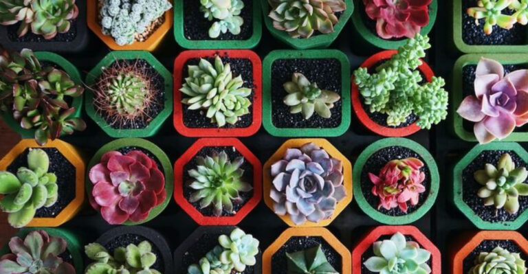 10 Essential Tips for Thriving Succulents: A Beginner’s Guide