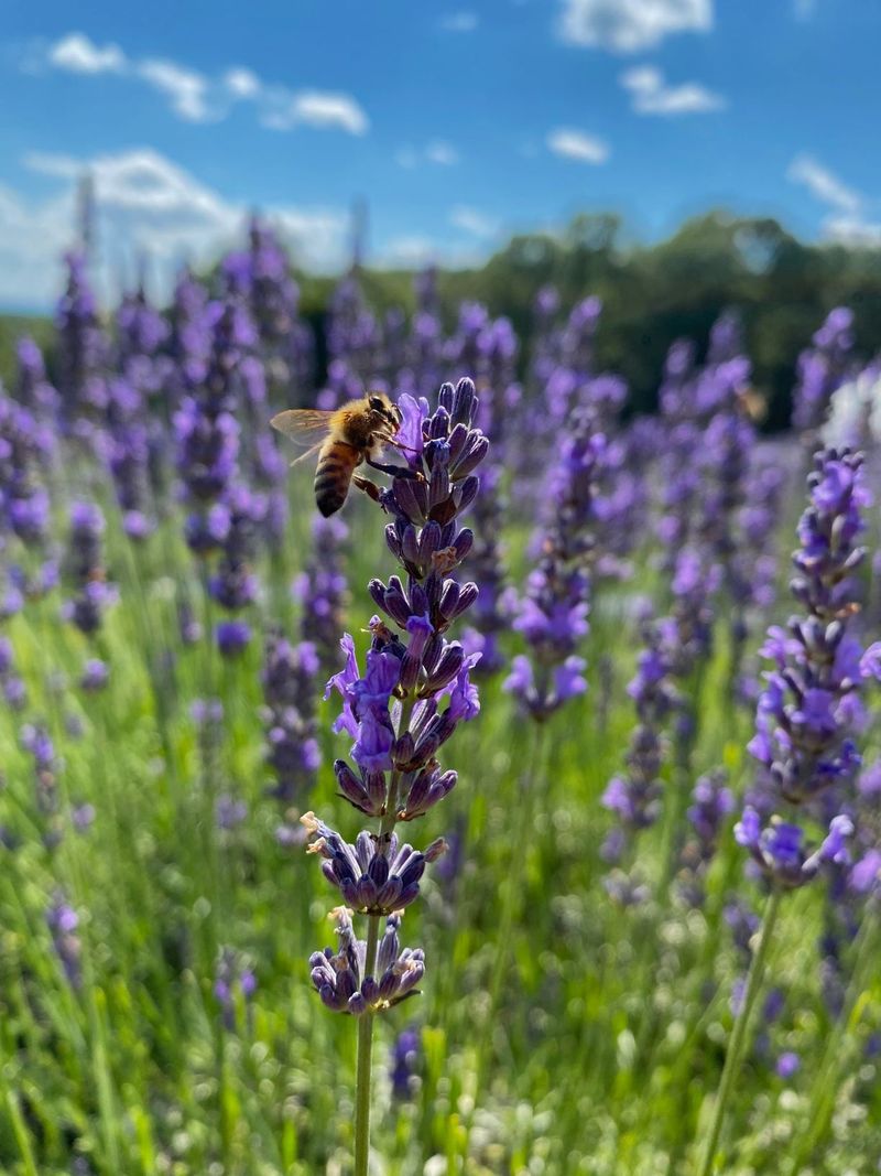 Lavender (Lavandula)