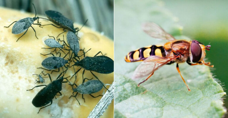 10 Garden Bugs You Should Eliminate and 10 That Deserve Protection