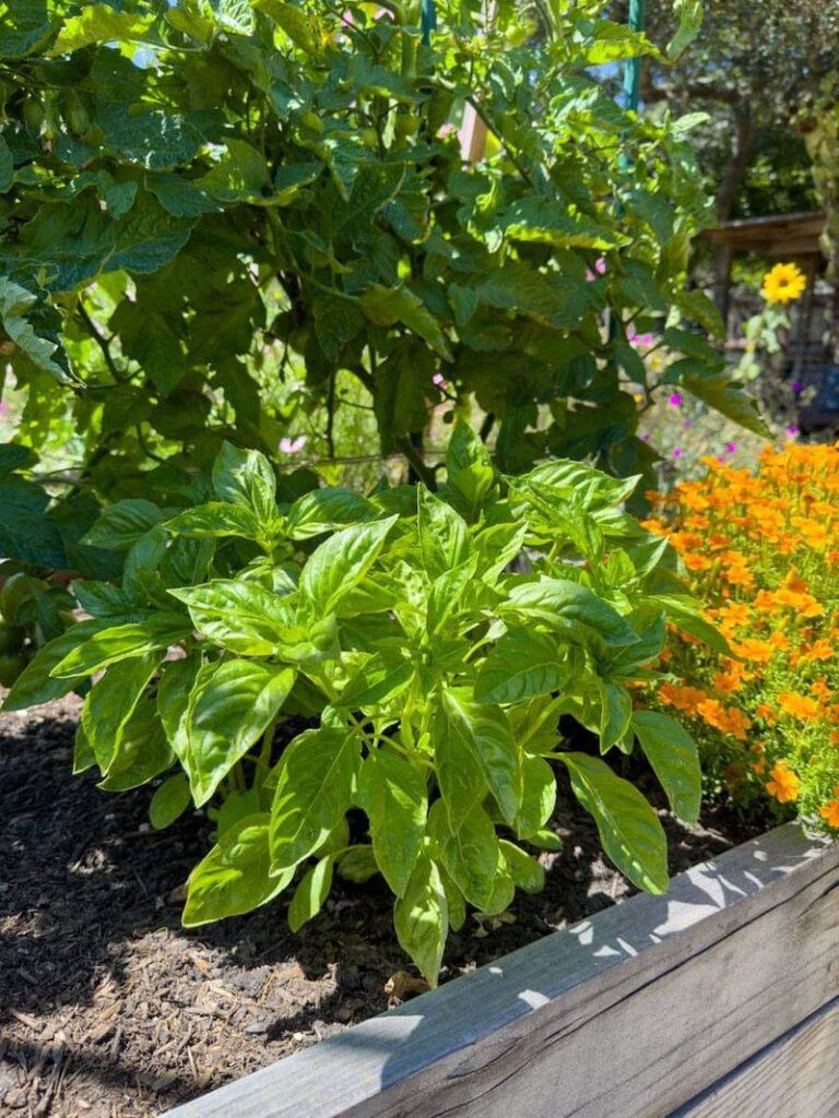 10 Genius Tips to Keep Your Basil Plant Thriving All Summer Long ...