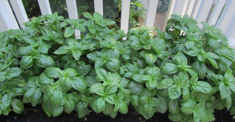 10 Genius Tips to Keep Your Basil Plant Thriving All Summer Long