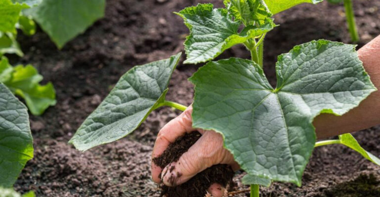 10 Must-Know Fertilizer Tips to Supercharge Your Young Cucumber Plants!