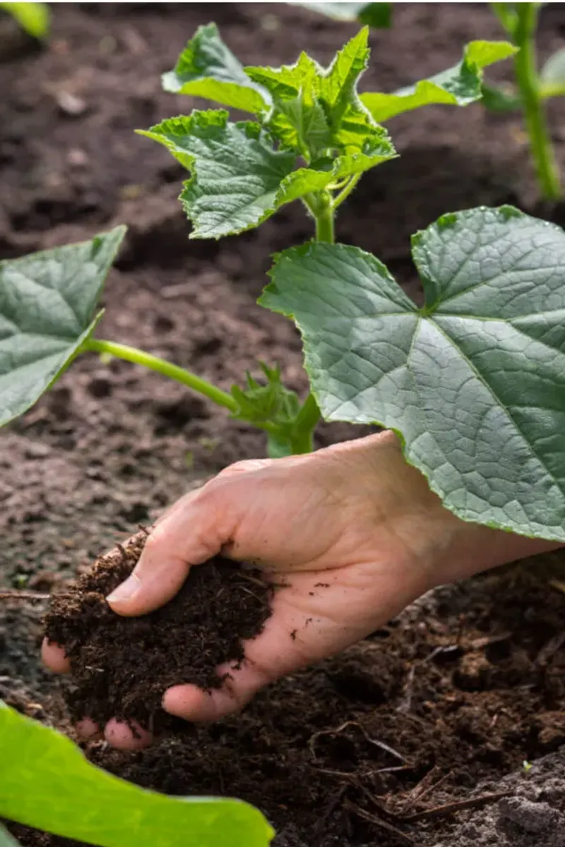 Nutrient-Rich Soil