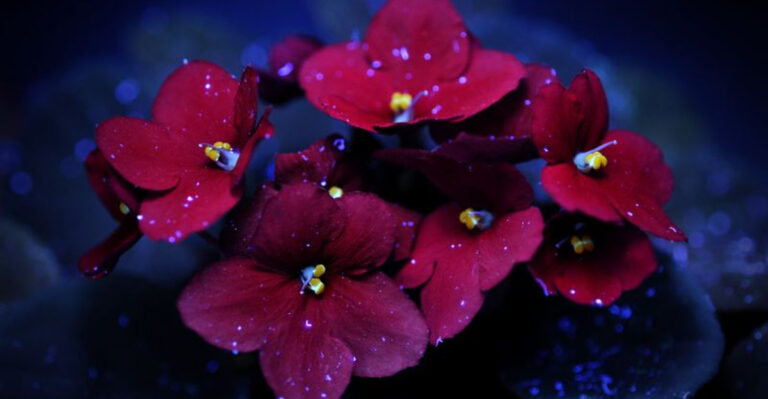 10 Plants That Glow Under Black Light (Yes, Really!)