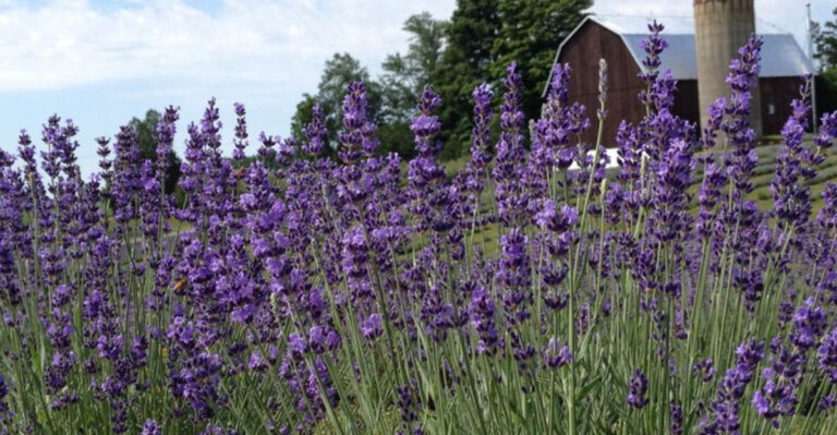 10 Plants That Love Alkaline Soil (and 10 That Don’t)