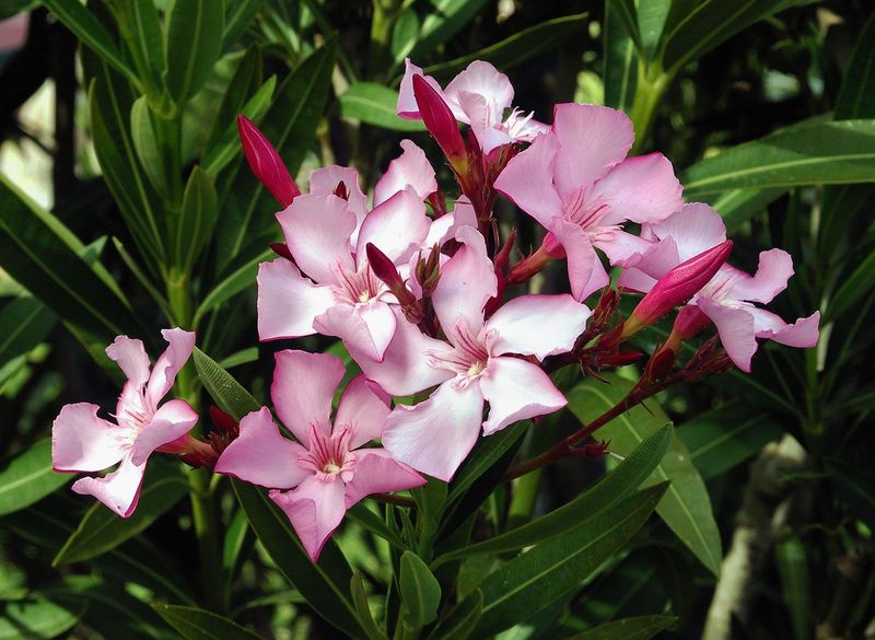 Oleander (Nerium oleander) πΊ