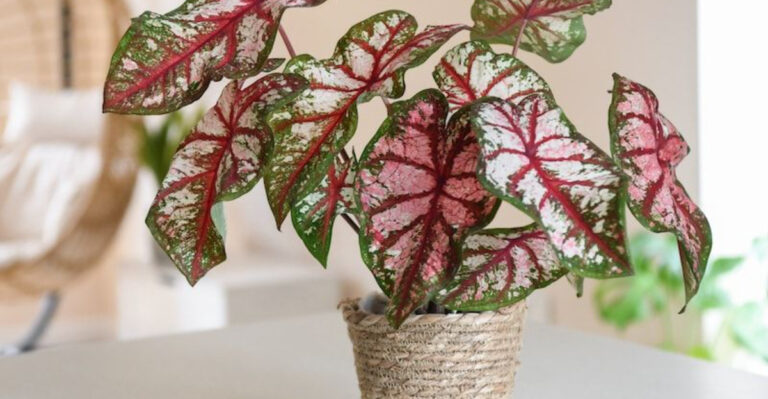 10 Plants You Should Never Grow Indoors