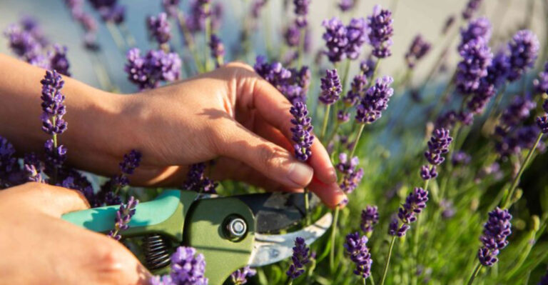 10 Plants to Prune in May