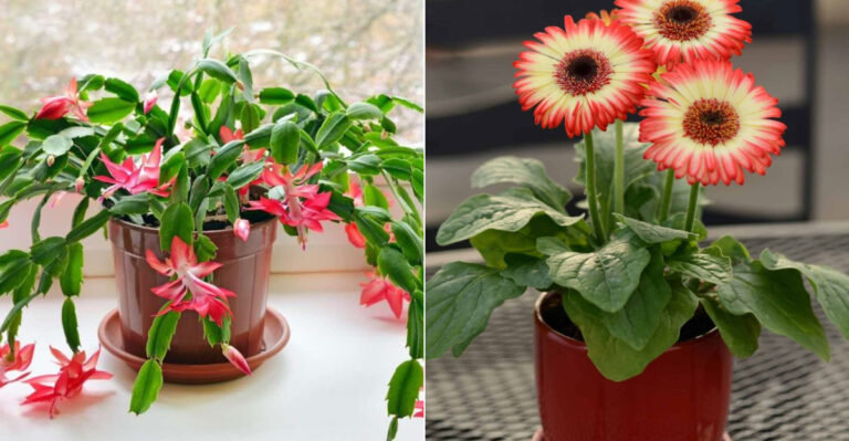 10 Powerful Houseplants That Pump Out Oxygen Day and Night