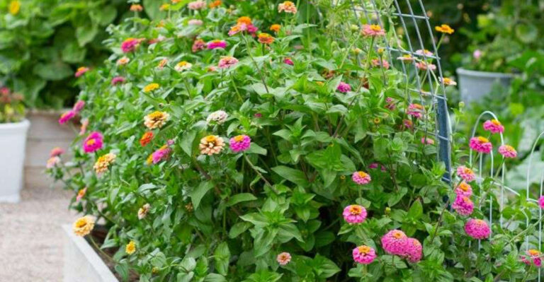 10 Powerful Reasons to Grow Zinnias in Your Vegetable Garden This Year
