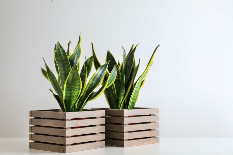 Snake Plant (Sansevieria trifasciata)