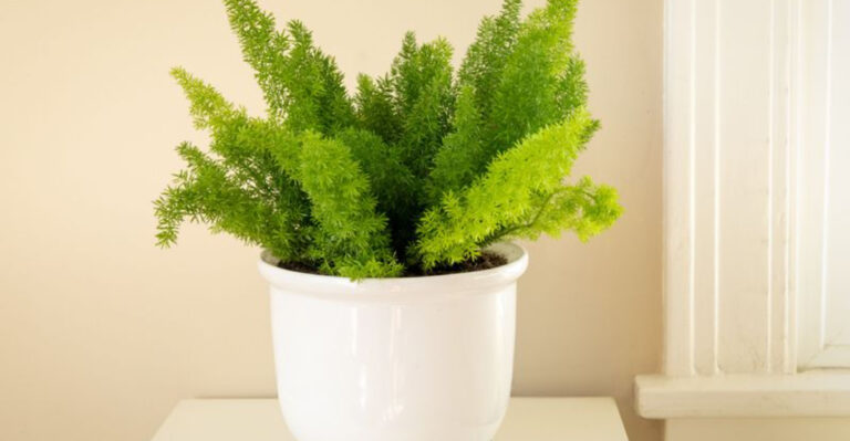 10 Powerhouse Plants That Absorb WiFi & Electromagnetic Stress