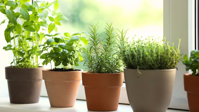 Pick the Right Herbs