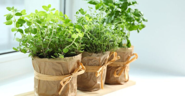 10 Pro Tips for Growing Indoor Herbs (And 5 Quick Ways to Kill Them)