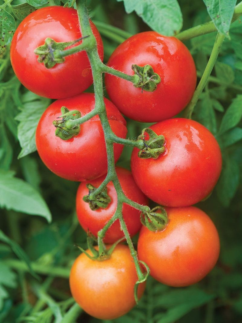 Choose Blight-Resistant Varieties