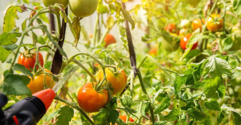 10 Proven Ways to Protect Your Tomato Plants from Blight This Year