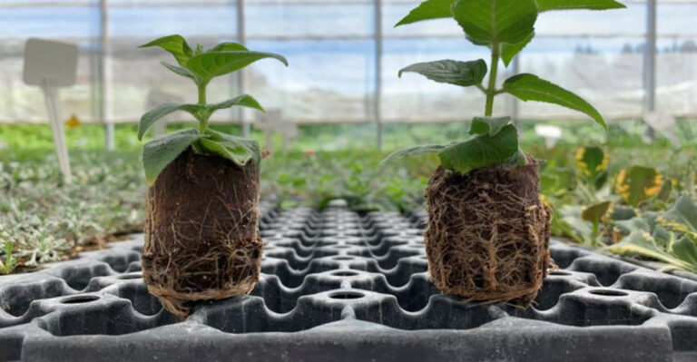 10 Reasons Mycorrhizal Fungi Are a Gardener’s Best Friend