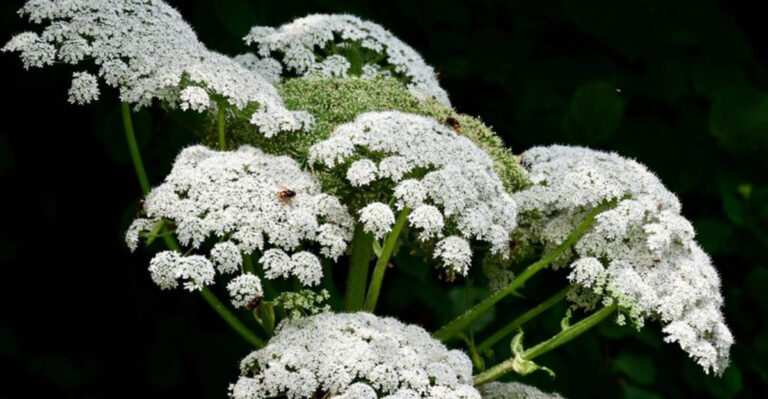 10 Reasons Why You Should Destroy Hogweed If It’s In Your Garden
