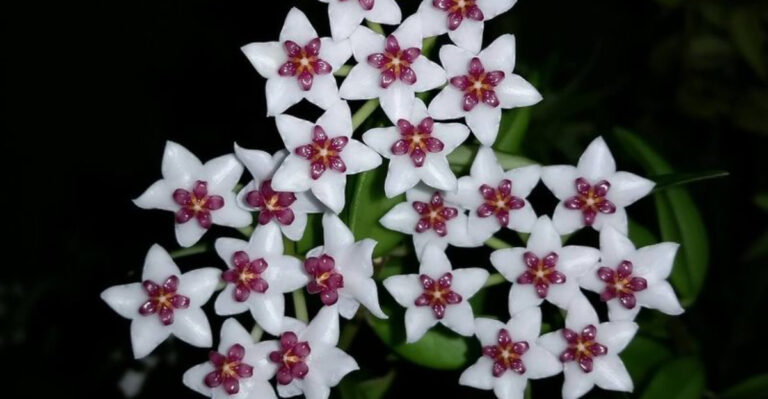 10 Reasons the Hoya (Wax Plant) Deserves a Spot in Your Indoor Jungle