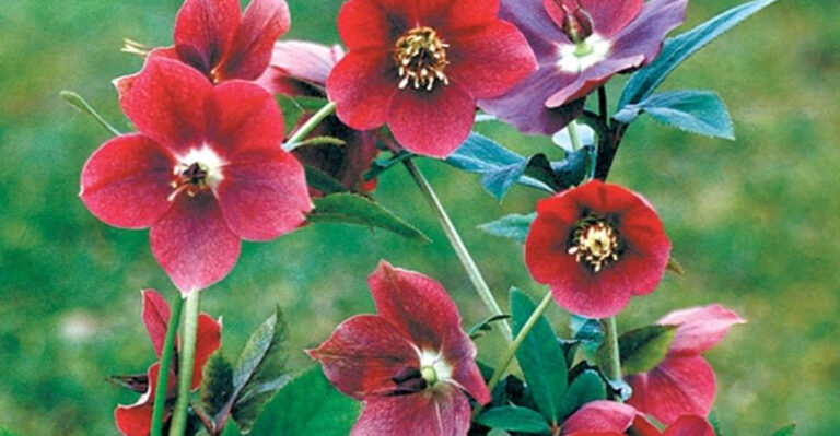 10 Red Shade Perennials Perfect For Brightening Up Your Garden