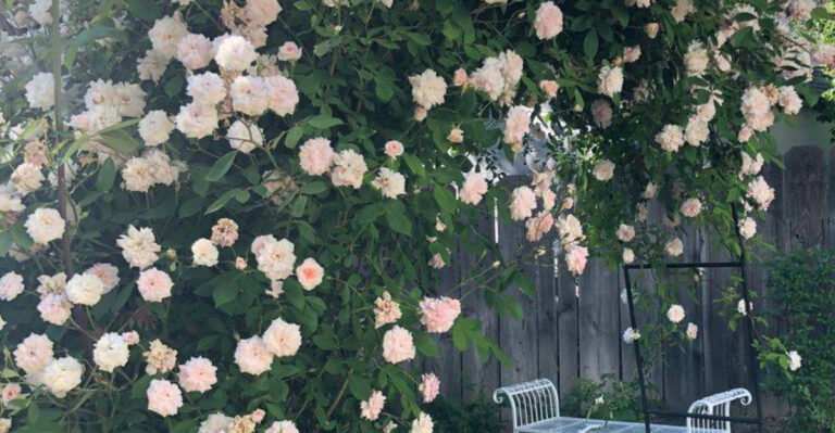 10 Show-Stopping Climbing Roses for Beauty (and Smell) All Season