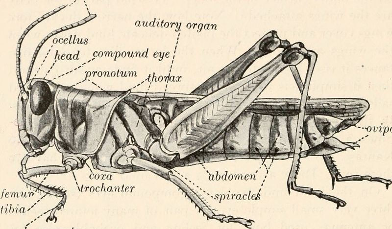 1. They Have Ears on Their Bellies