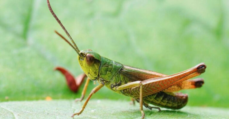 10 Strange But True Facts About Grasshoppers You’ll Regret Not Knowing