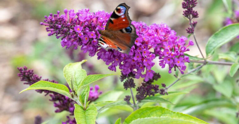 10 Summer-Friendly Shrubs for Early Planting and 10 That Do Better in Fall Soil