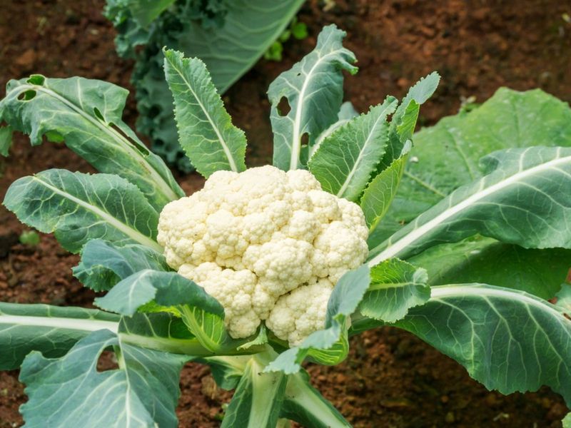 Cauliflower