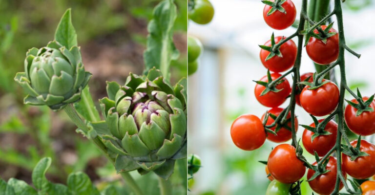 10 Vegetables That Always Disappoint New Gardeners (And 10 That Almost Always Deliver)