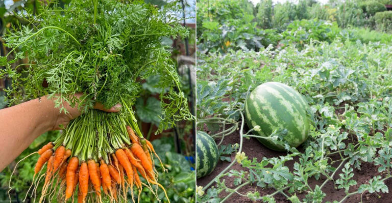 16 Vegetables That Explode in Raised Beds and 7 That Barely Survive